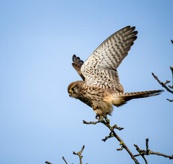 Turmfalke (Falco tinnunculus)