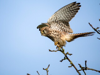 Turmfalke (Falco tinnunculus)