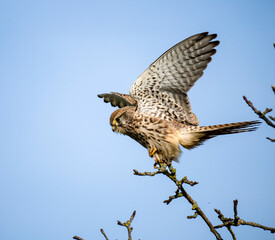 Turmfalke (Falco tinnunculus)