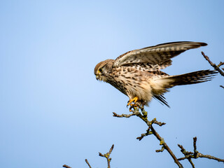 Turmfalke (Falco tinnunculus)