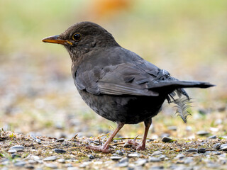 Amsel (Turdus merula)