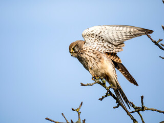 Turmfalke (Falco tinnunculus)