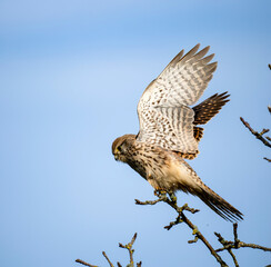 Turmfalke (Falco tinnunculus)