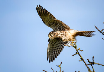 Turmfalke (Falco tinnunculus)