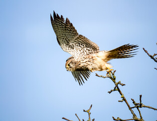 Turmfalke (Falco tinnunculus)