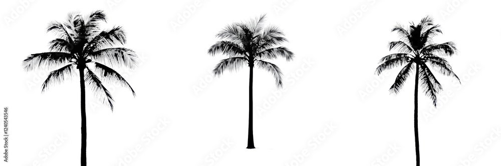 Poster Three tall palm trees silhouetted against a bright white background create a striking visual contrast in a tropical setting