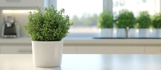 Fototapeta premium Modern Kitchen Herb Plant in White Pot, Bright Sunlight