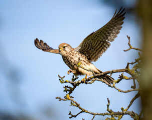 Turmfalke (Falco tinnunculus)