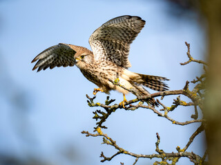 Turmfalke (Falco tinnunculus)