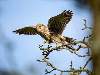 Turmfalke (Falco tinnunculus)