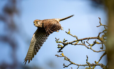 Turmfalke (Falco tinnunculus)