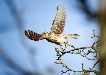 Turmfalke (Falco tinnunculus)