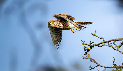 Turmfalke (Falco tinnunculus)