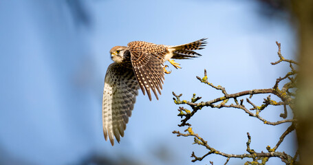Turmfalke (Falco tinnunculus)