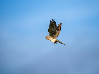 Turmfalke (Falco tinnunculus)