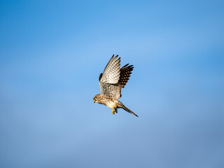 Turmfalke (Falco tinnunculus)