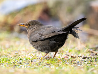 Amsel (Turdus merula)