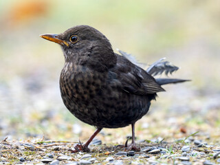 Amsel (Turdus merula)
