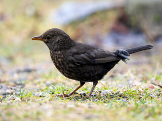 Amsel (Turdus merula)