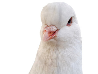 White King pigeon isolated on white
