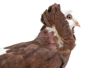 Brown capuchin pigeon isolated on white