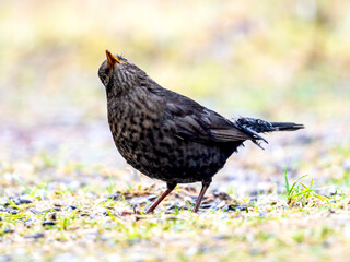 Amsel (Turdus merula)