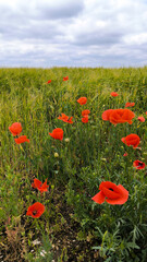 red wild poppies growing in the agricultural fields
