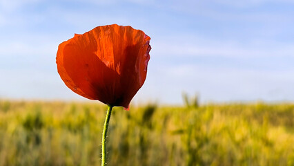 red wild poppies growing in the agricultural fields