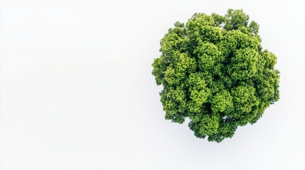 Top View of Green Tree Canopy Forming a Circular Shape on a White Background