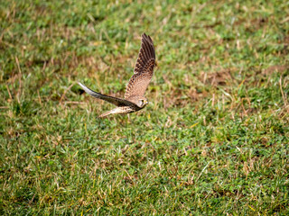 Turmfalke (Falco tinnunculus)