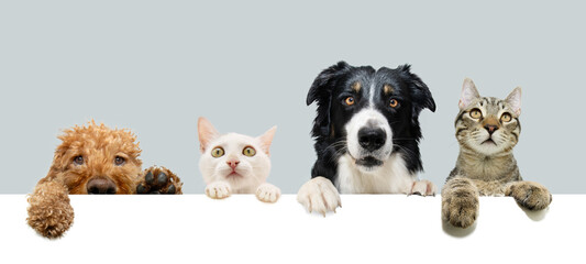 Banner pets. Border collie, poodle dog and European cat. Four pets peeking over a blank hanging its paws over a board. Isolated on grey and white background with copy space © Sandra