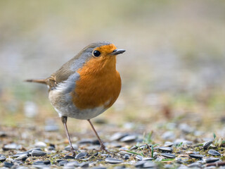 Rotkehlchen (Erithacus rubecula)