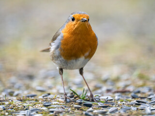 Rotkehlchen (Erithacus rubecula)