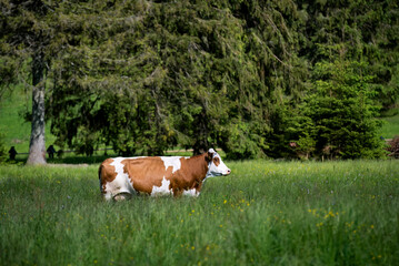 cows in the field