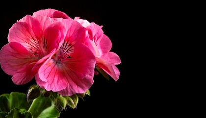 close up of Geranium flower, black background, copy spac
