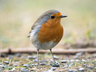 Rotkehlchen (Erithacus rubecula)