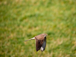 Turmfalke (Falco tinnunculus)