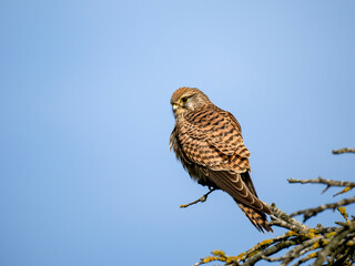 Turmfalke (Falco tinnunculus)