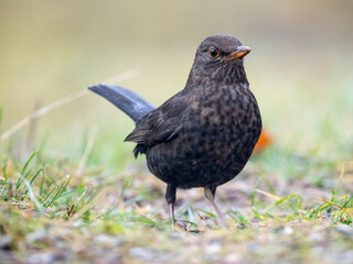 Amsel (Turdus merula)