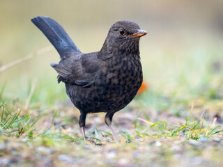 Amsel (Turdus merula)