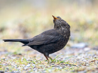 Amsel (Turdus merula)