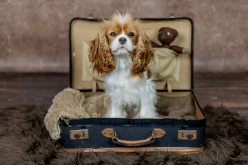 Hund Cavalier King Charles Blenheim im alten Koffer auf Reise mit Teddy