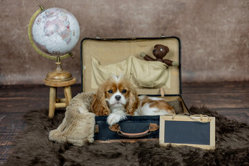 Hund Cavalier King Charles Blenheim im alten Koffer auf Reise mit Teddy