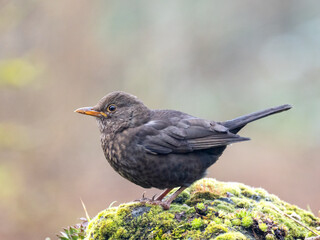 Amsel (Turdus merula)