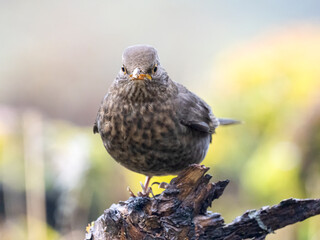 Amsel (Turdus merula)