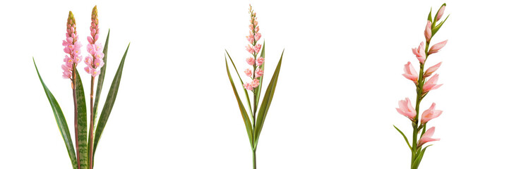 Fototapeta premium Pink flowers with slender green leaves displayed on a white background showcasing their delicate beauty and intricate details