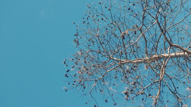 Nature quiet beauty leafless tree branches silhouetted against a vibrant sky