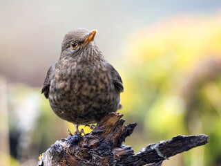 Amsel (Turdus merula)