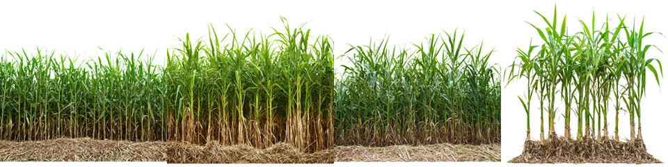 Sugarcane field showing stages of growth during daylight in a tropical climate