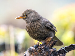Amsel (Turdus merula)